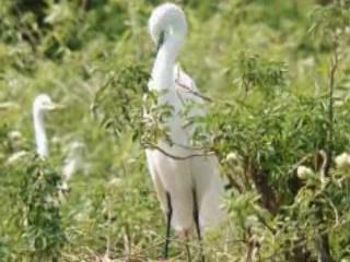 صور Birds in Gatorland ألحيوَانَات