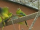 King Island Birds Watching