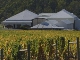 Tasmania Vineyards (أستراليا)