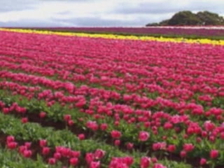 صور Tulips of Tasmania ألطَّقص