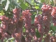 Vineyards of Yamanashi (اليابان)