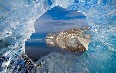 Spitsbergen, ice 写真