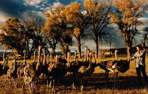 Для туристов страусиная ферма — настоящее экзотическое развлечение.