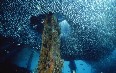 Papua New Guinea, diving Images