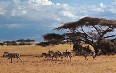 Serengeti National Park Images