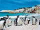 Boulders Beach (جنوب_أفريقيا)