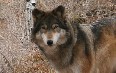 Колорадский Волк и Центр дикой природы  Фото
