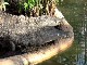 Crocodile Farm in Ardeche  (فرنسا)