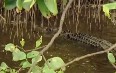 Крокодилы реки Дейнтри Фото
