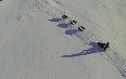 Dog Sledding in Spitsbergen صور