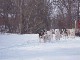 Dogsledding in North Dakota