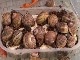 Escargots des Restanques (فرنسا)