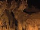 Feeding Hyenas in Ethiopia (إثيوبيا)