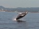 Gold Coast Whale Watching (أستراليا)