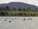 Lake Naivasha