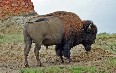 North Dakota Bisons Images