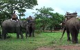 Phou Asa Elephants 图片