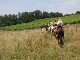 Toscana equestrian tours (意大利)