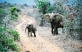 Tsavo National Park 写真