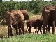 Wildlife in Tsavo East National Park