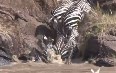 Zebras crossing the Mara River 写真