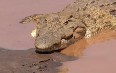Крокодилы в Тсаво Фото